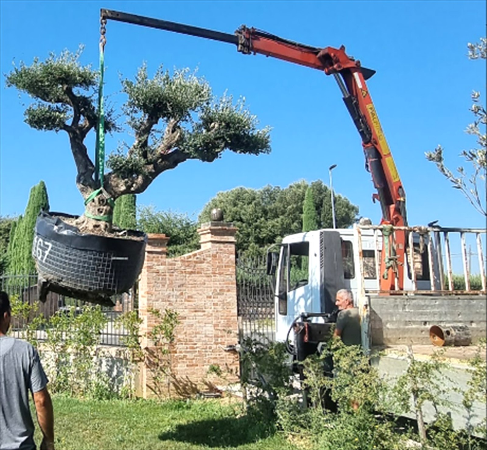 Autogru che solleva un ulivo