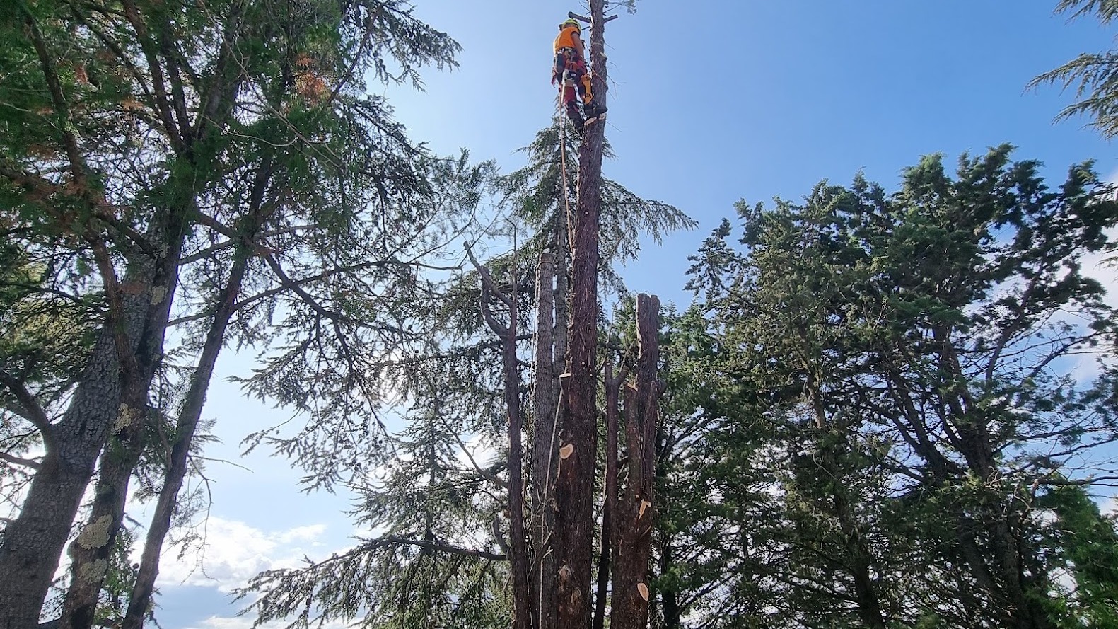 Fusto alto scapitozzato a sezioni durante un abbattimento controllato nel bosco