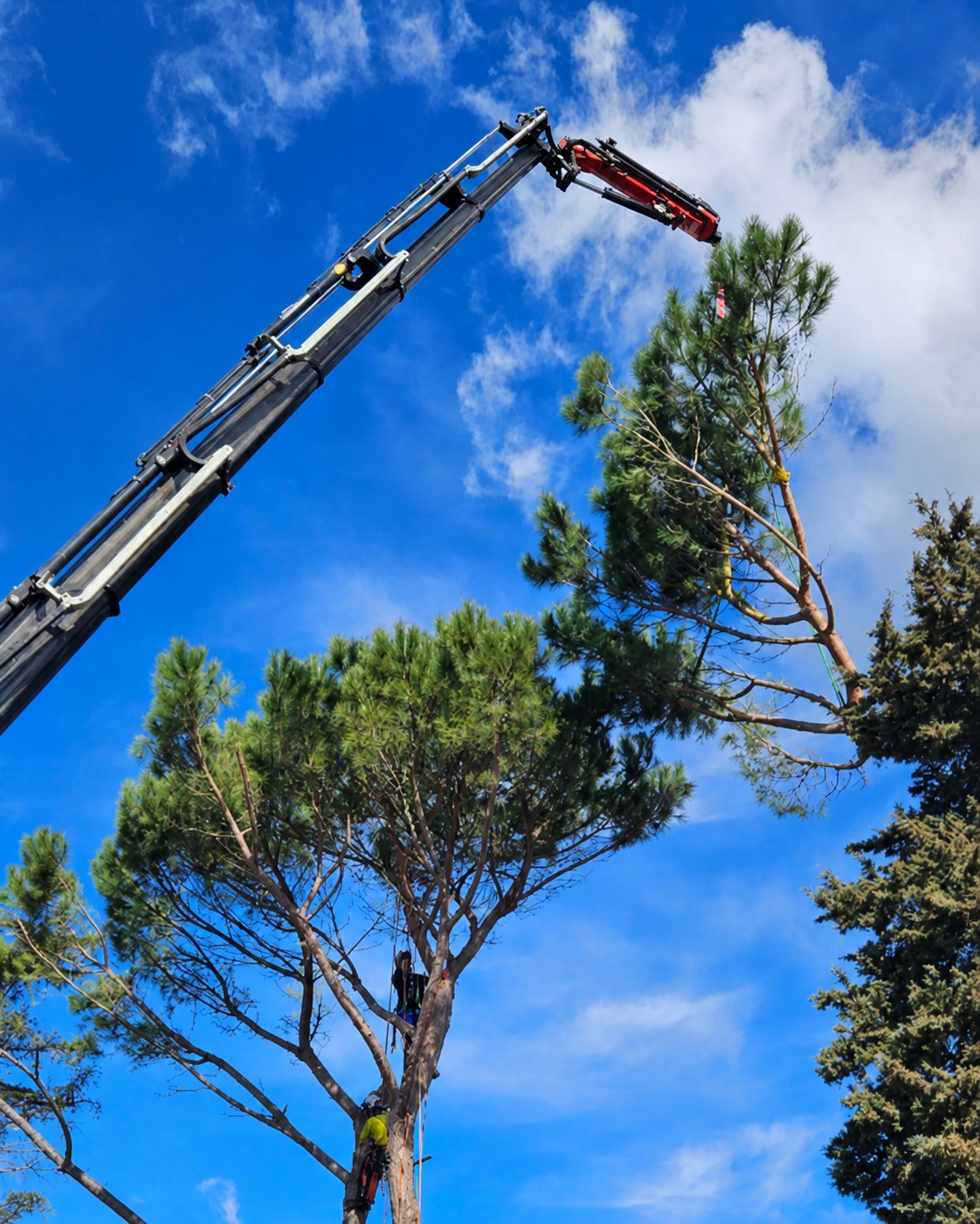 Autogru durante un abbattimento controllato di un albero